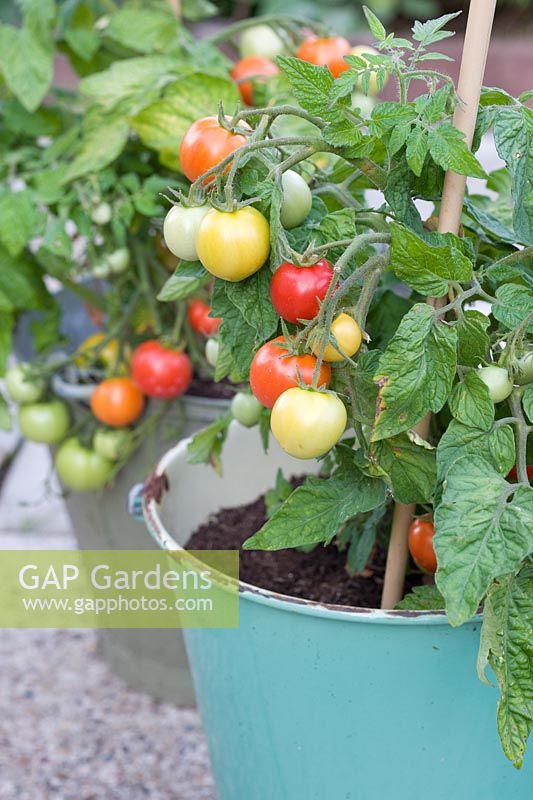 Tomatoes growing in an enamel container