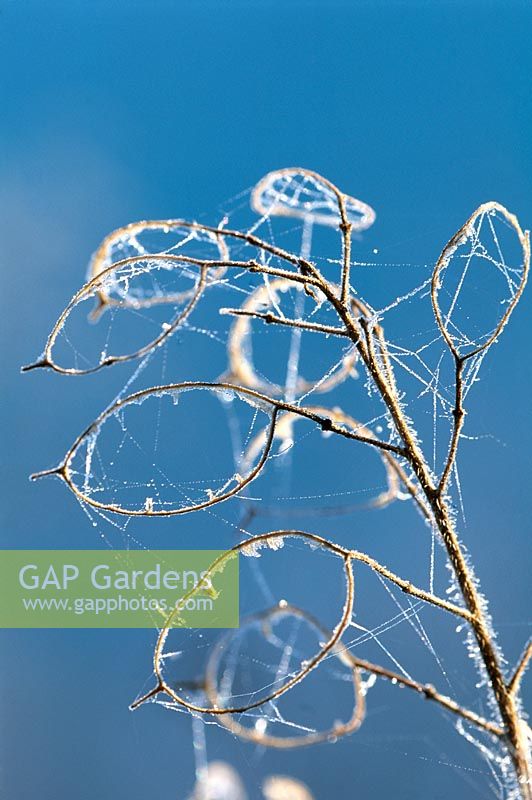 Frosted seed cases of Lunaria annua - Pettifers, Oxfordshire