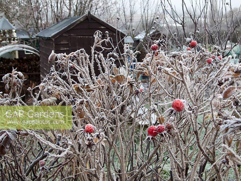 Frosty Rosa - Rose hips outside shed on wintery allotment