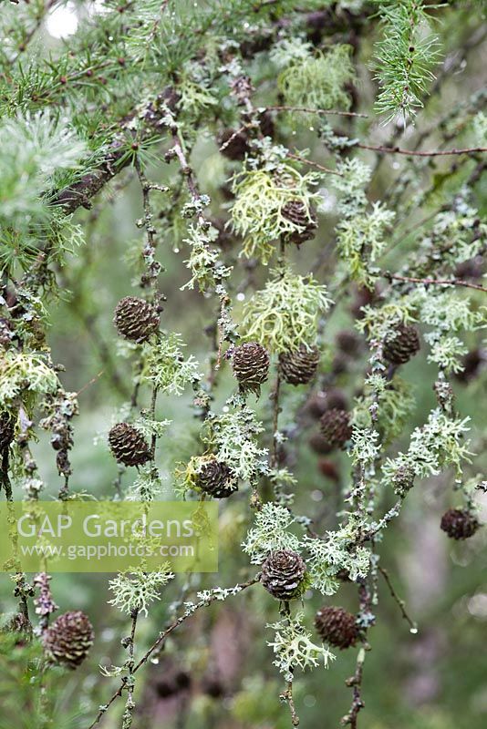 Larix kaempferi