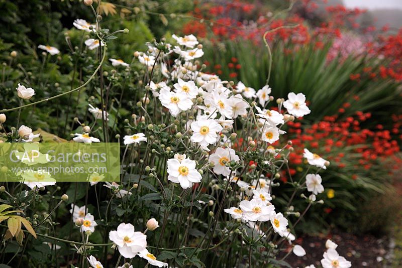 Anemone x hybrida white Bed22a - National Botanic Garden of Wales - Gardd Fotaneg Genedlaethol Cymru