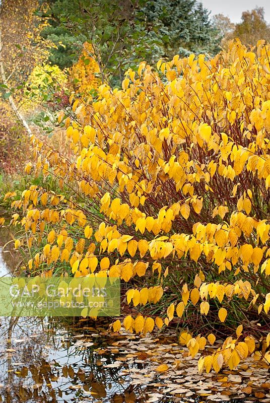 Cornus alba - Red barked Dogwood, Tartarian Dogwood, November
