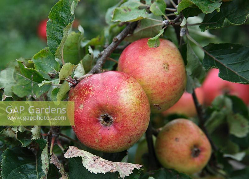 Malus Domestica 'Marston Scarlet Wonder' Apples - close up of ripening fruit 