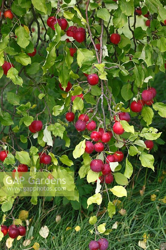 Malus pumila 'Dartmouth' Ornamental apple tree with ripe fruit