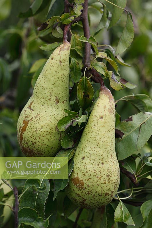 Pyrus communis 'Sierra' - Pears