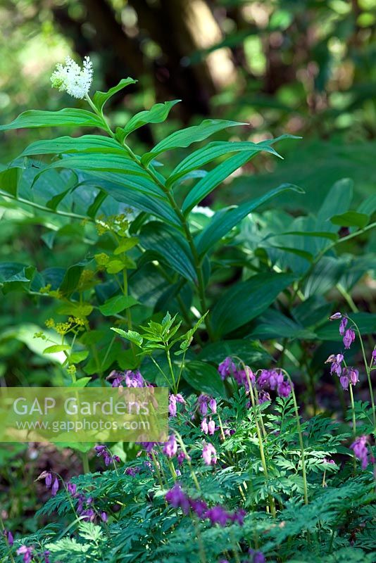 Corydalis solida with Maianthemum racemosum syn Smilacina racemosa - Homecovert