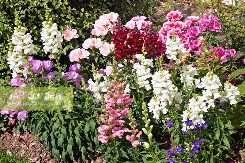 Mixed Godetias and Antirrhinums in an annual border