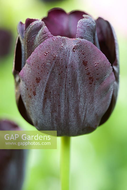 Tulipa 'Paul Scherer'  