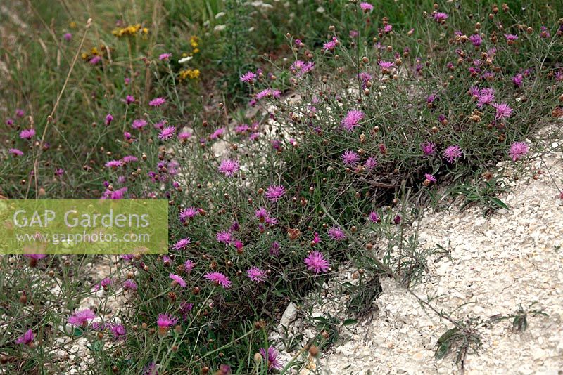 Centaurea jacea - Brown Knapweed growing wild on limestone rich soil, Charentes, France