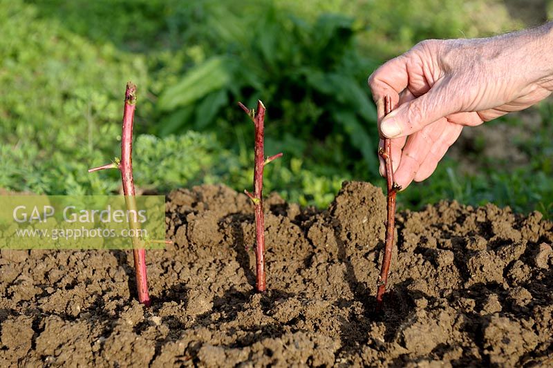 Planting cuttings of Raspberry in lines - Step 3