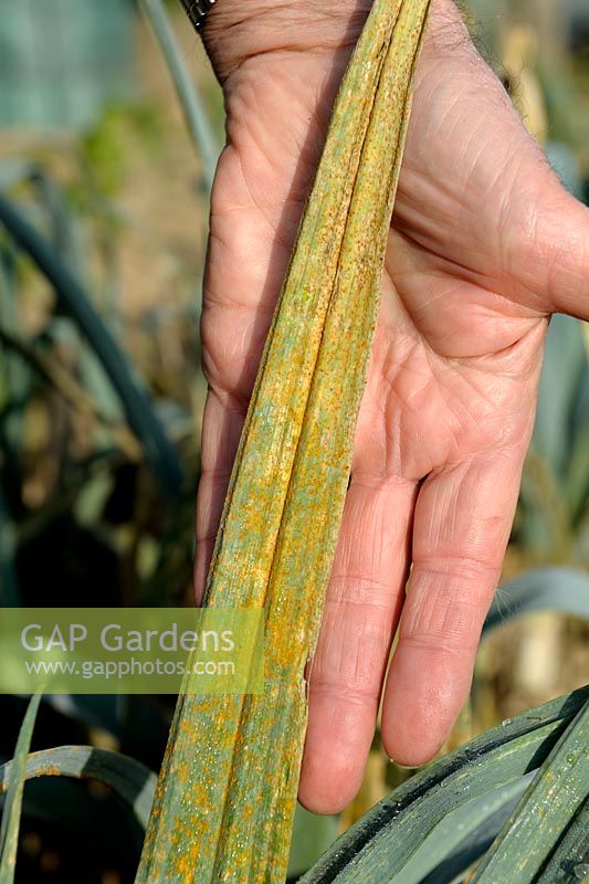 Puccinia allii - Leek Rust on foliage