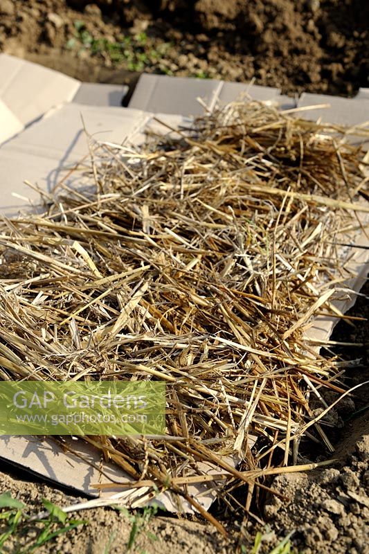 Lasagna bed method in vegetable garden - Step 2 - second layer with straw