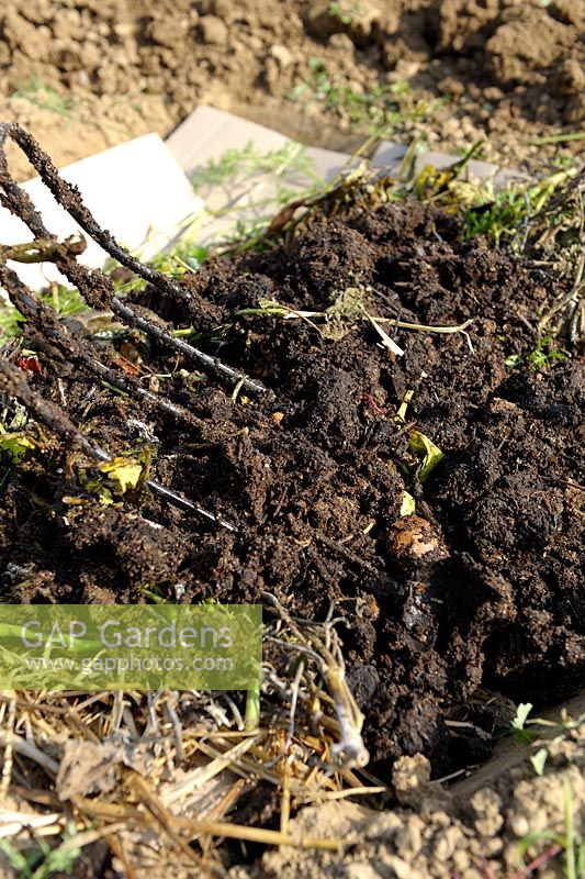 Lasagna bed method in vegetable garden - Step 3 - third layer with compost