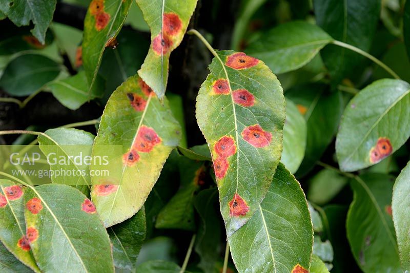 Gymnosporangium sabinae - Pear rust on Pyrus foliage