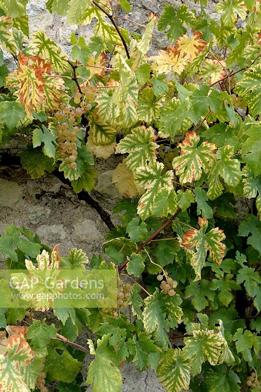 Vine with chlorosis due to iron deficiency or limestone excess