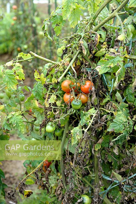 phytophthora tomato