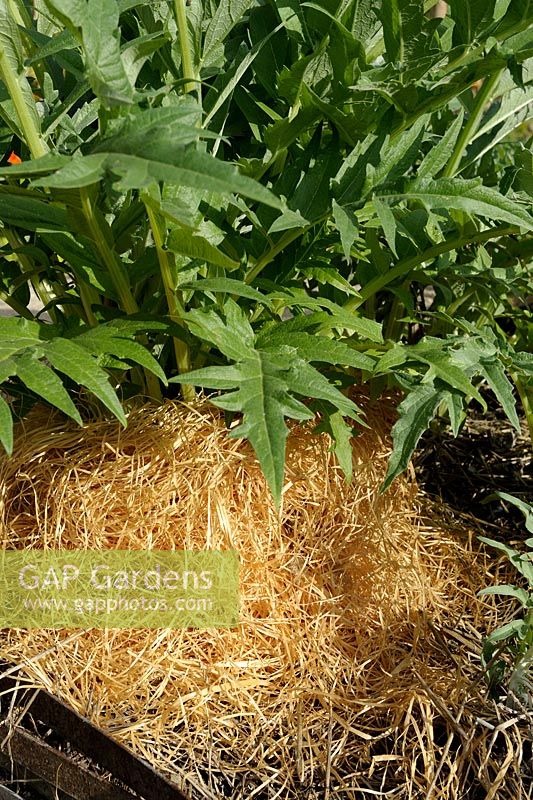 Cynara cardunculus - Cardoon covered with straw for blanching the stalks and keep it tender for eating