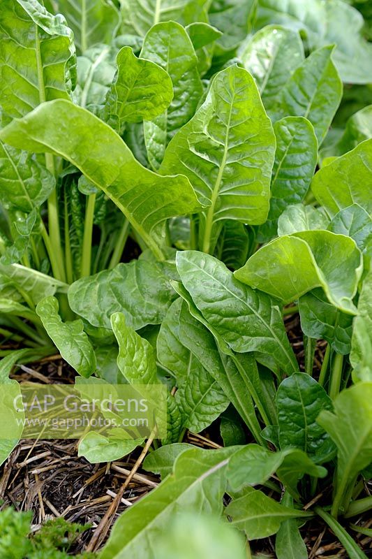 Beta vulgaris subsp cicla var flavescens - Leef Beet 'Perpetual Spinach' with mulching