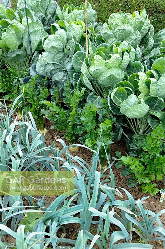 Allium porrum - Leek with Apium graveolens - Celeriac and Brassica oleracea  - Brussels Sprouts in autumn