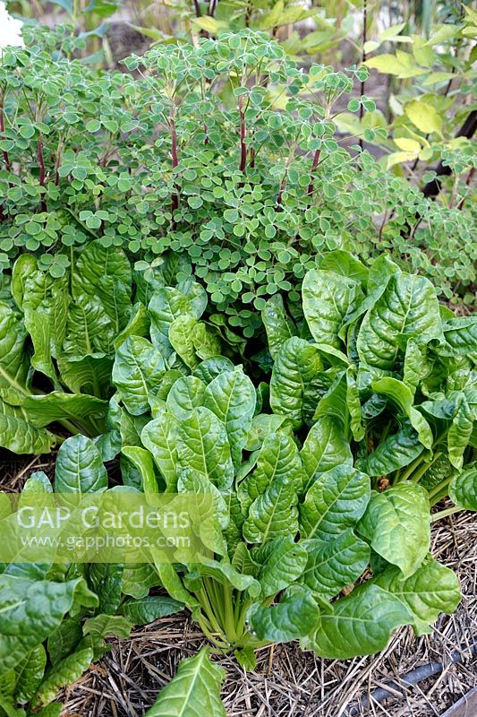 Beta vulgaris - Leaf beet 'Perpetual Spinach' and Oxalis tuberosa - Oca with straw mulching