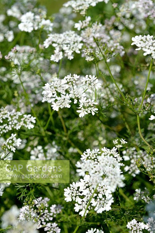 Coriandrum sativum - Coriander in flower