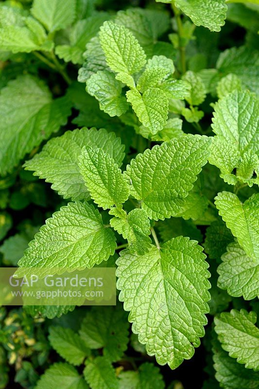 Melissa officinalis - Lemon Balm