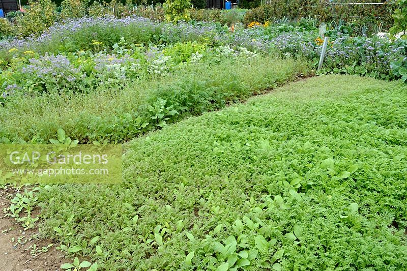Crop rotation in vegetable garden with Phacelia used as green manure and Borage