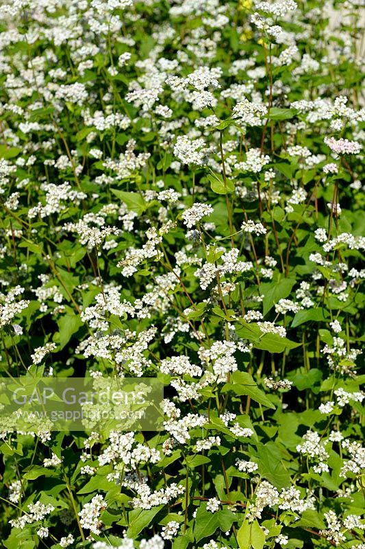 Fagopyrum esculentum - Buckwheat can be used as green manure