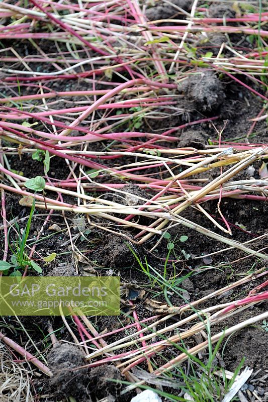 Fagopyrum esculentum - Buckwheat used as green manure mown and kept in place to decompose before to be turned into the soil