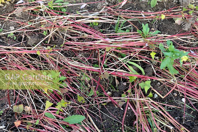 Fagopyrum esculentum - Buckwheat used as green manure mown and kept in place to decompose before to be turned into the soil