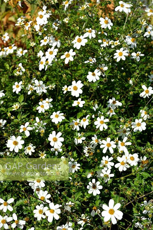 Bidens ferulifolia 'Pirate's Pearl'