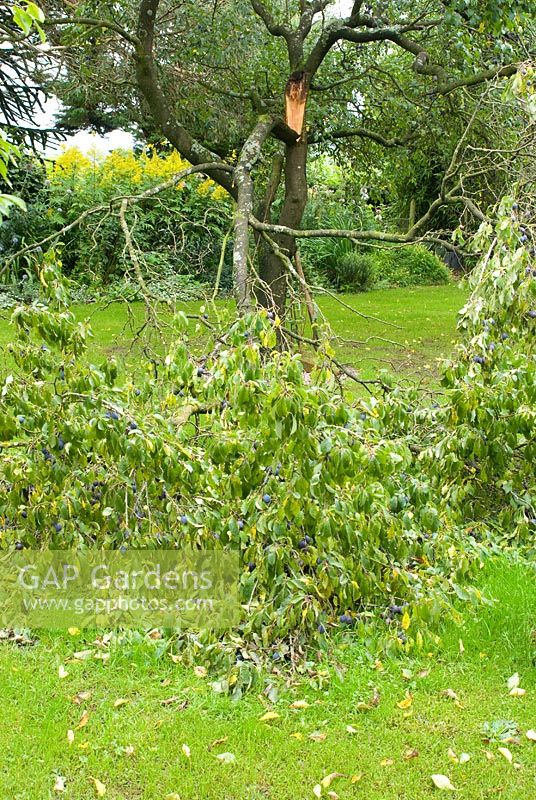 Broken branch of Prunus insititia - Damson - caused by strong winds 