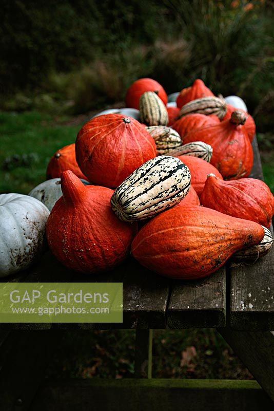 Harvested squash on garden table 