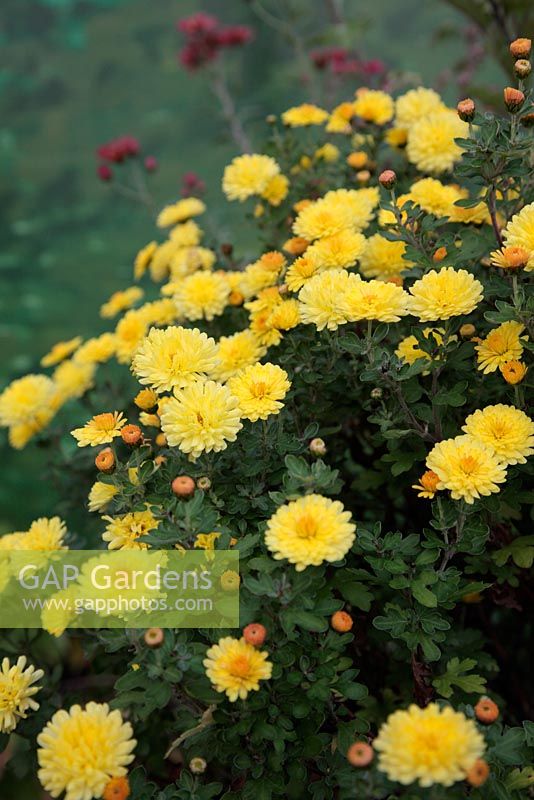 Chrysanthemum 'Nantyderry Sunshne' AGM in October