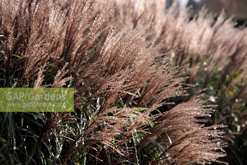 Miscanthus sinensis 'Krater' in late autumn