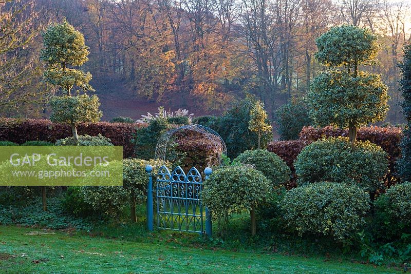 Front garden with blue metal gate, clipped Ilex aquifolium 'Argentea marginata pendula'. Ilex aquipernyi 'Dragon Lady' at the back
