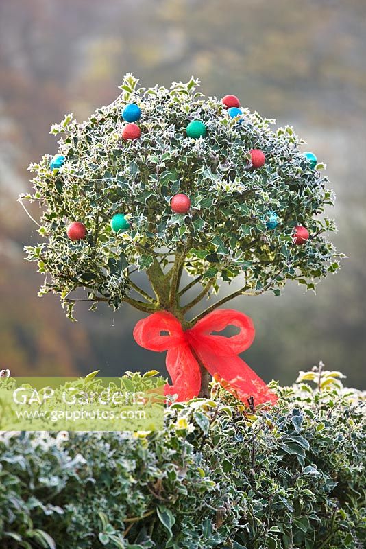 Ilex - Holly hedge and topiary decorated with ribbon and baubles in frost