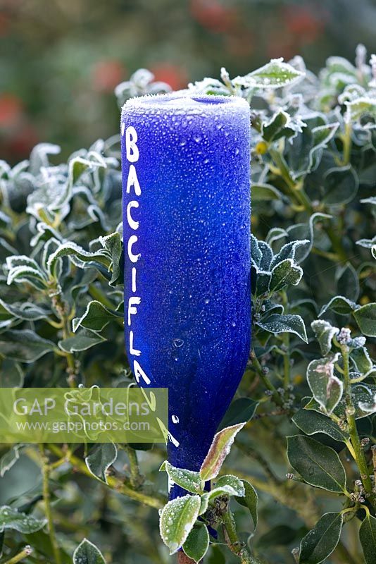 Blue bottle label for Ilex 'Bacciflava'