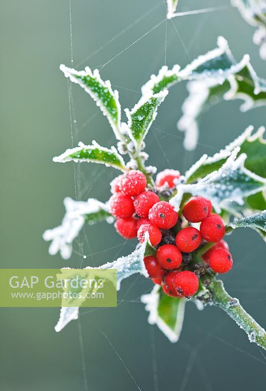 Ilex aquifolium 'Alaska'