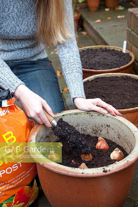 Planting Tulipa bulbs into prepared terracotta container - topping up with bulb fibre