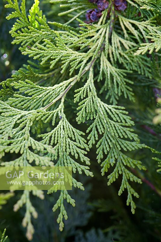 Chamaecyparis lawsoniana 'Yvonne'