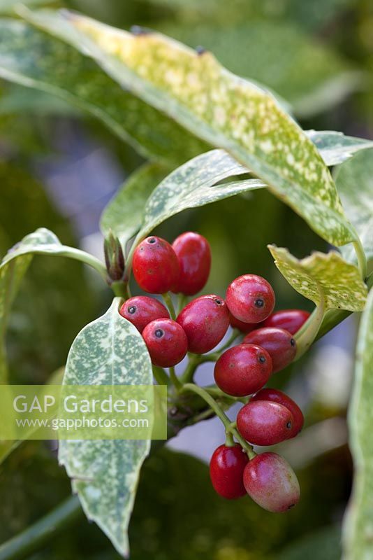 Aucuba japonica 'Variegata'