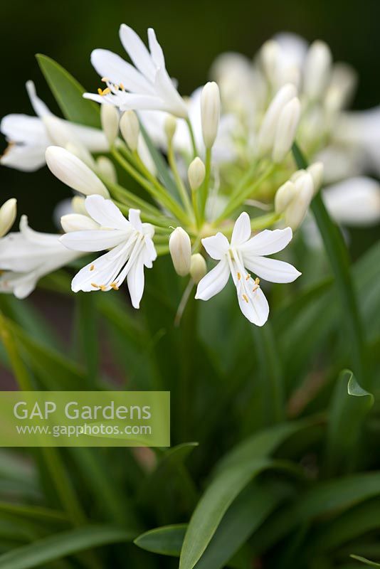 Agapanthus 'Thumbelina'