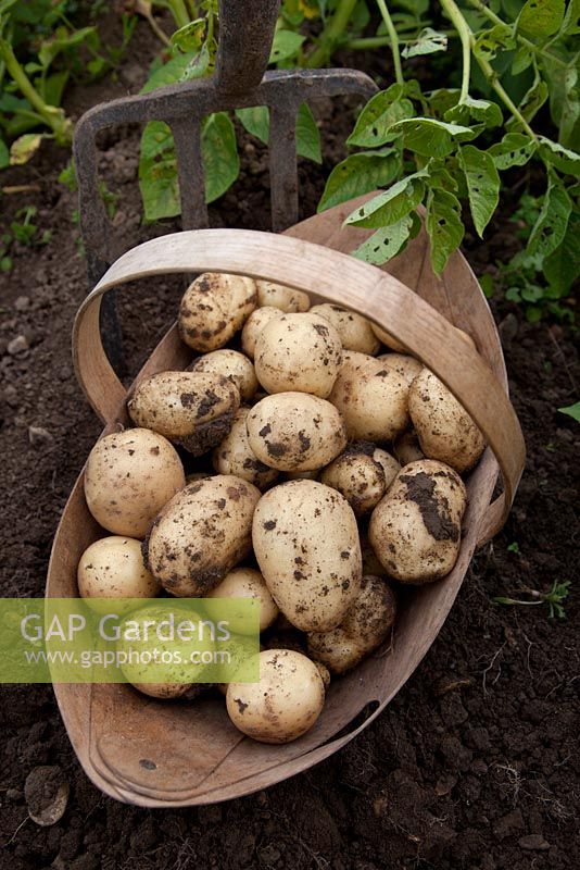 Solanum tuberosum - Potato 'Vivaldi' in trug