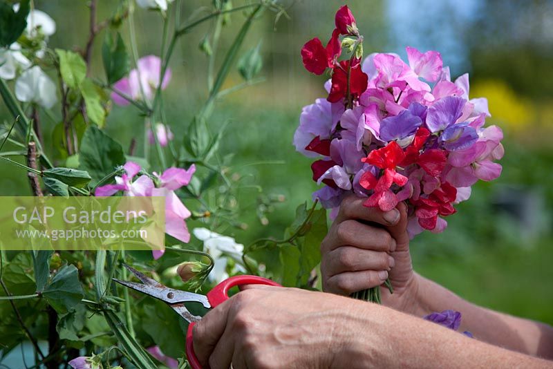 Picking old fashioned mixed Lathyrus - Sweet Peas
