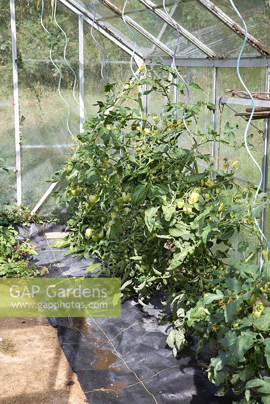Tomato plants 'Shirley' growing through 'mypex' geo-textile in polytunnel