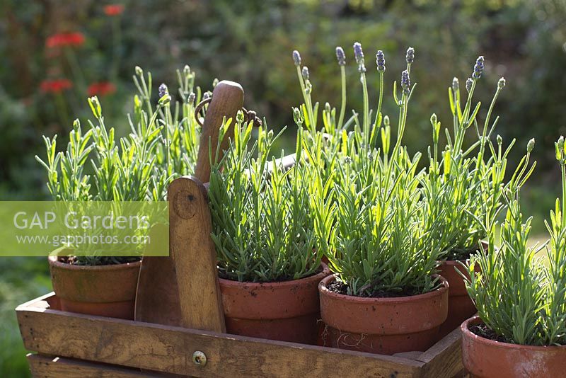 Dwarf Lavandula 'Thumbelina' - Lavender in pots in oak trug
