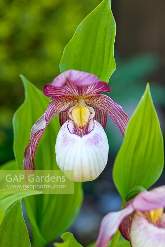 Cypripedium 'Philip'