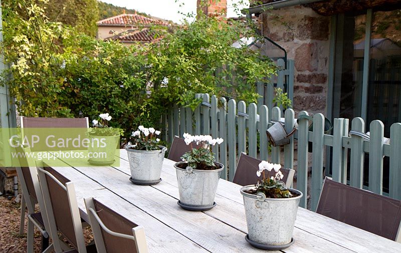 Line of four white autumn Cyclamen in small galvanised buckets positioned on dining table. 
