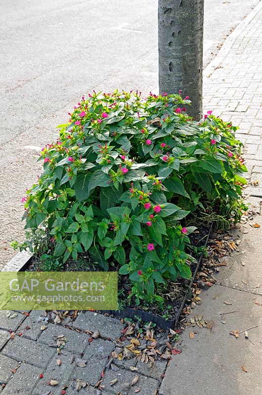 Mirabilis jalapa - Marvel of Peru or Four O'clocks growing in tree pit, Highbury, London Borough of Islington, UK